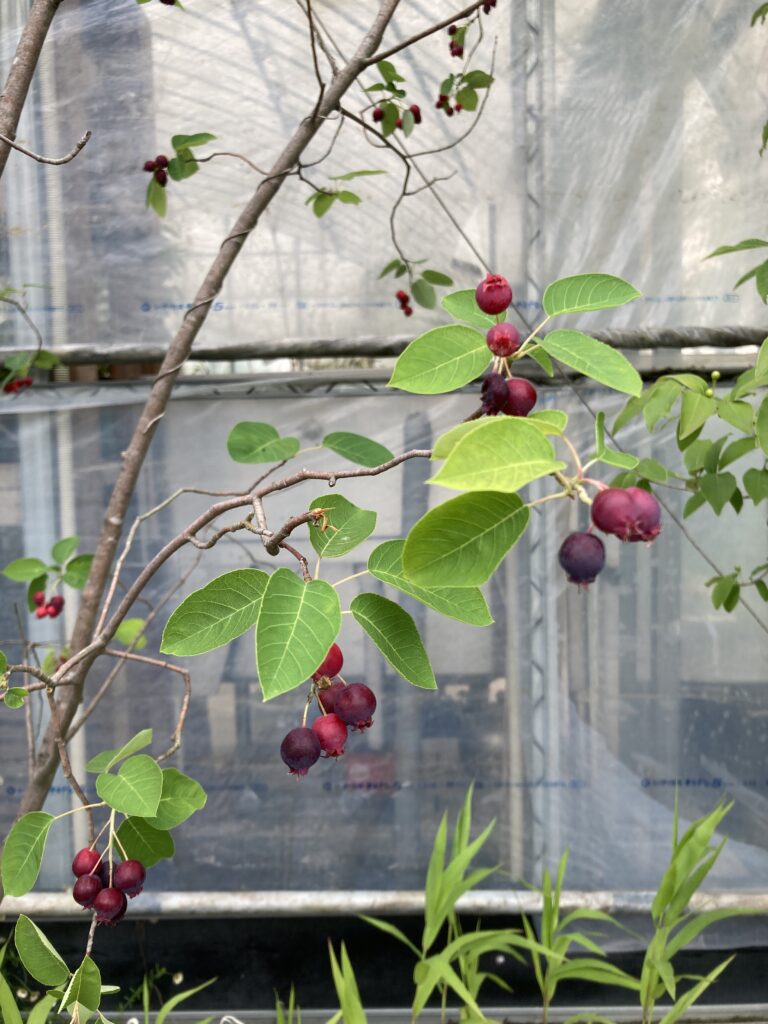 植栽についてのお話