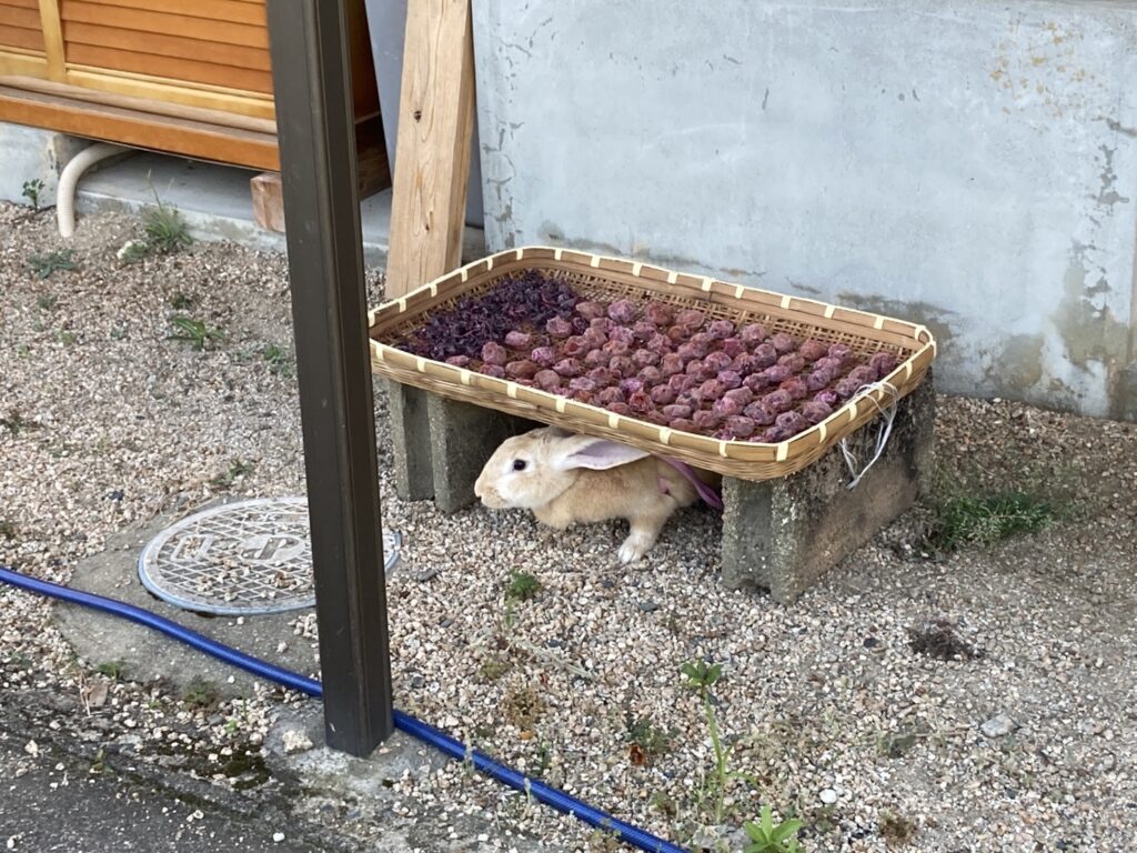 はじめての梅しごとのお話 後編