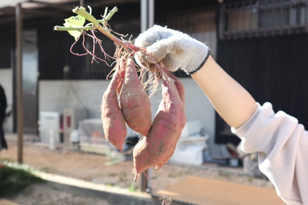 芋掘りイベント無事に終了しました!!