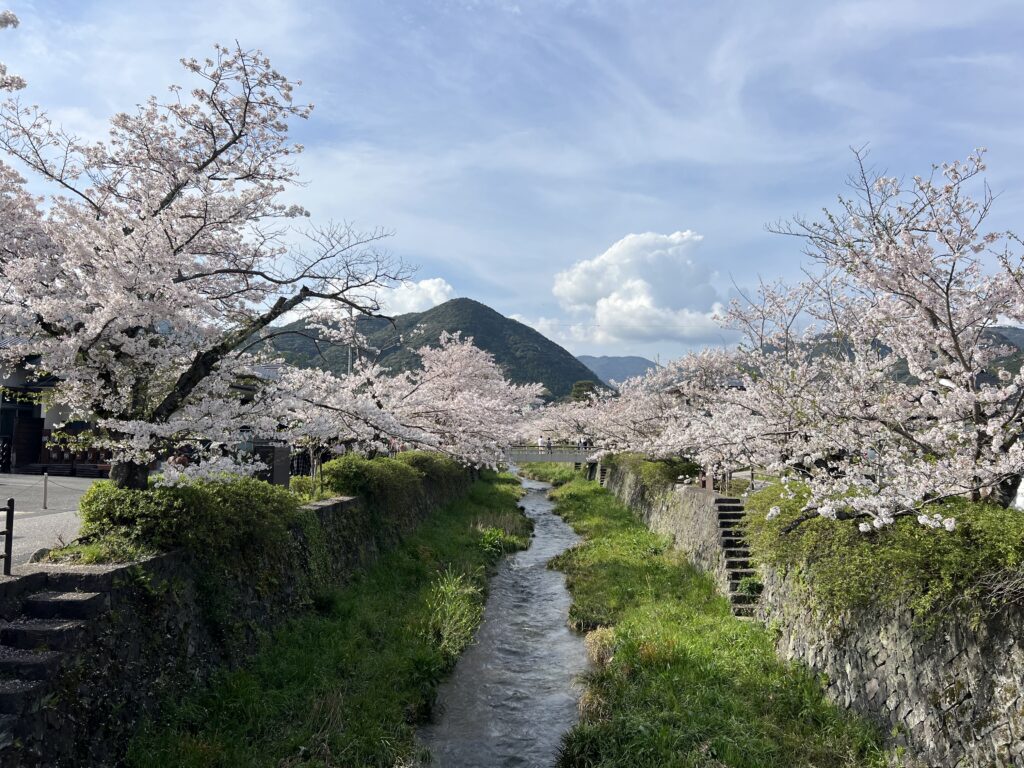 春を楽しむ。桜を見に行ってきました。