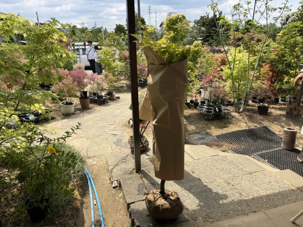くるめ緑化センターへ植栽探し（後編）