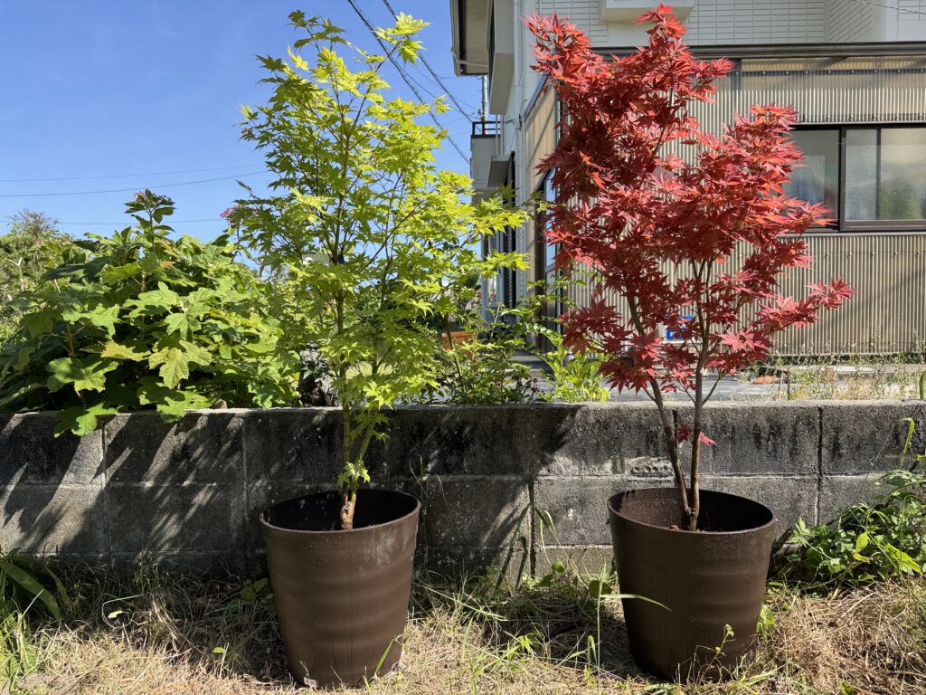 久留米緑化センターで見つけた、心惹かれるモミジたち