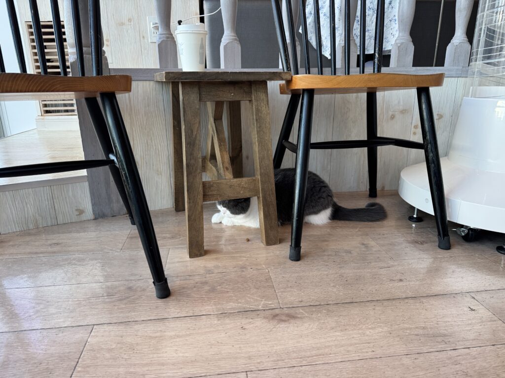 椅子とスツールの下にもぐりこむ猫