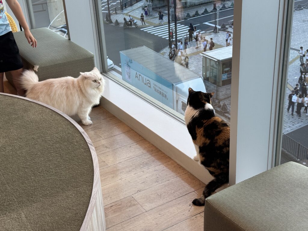 窓際で駅前の交差点を眺める2匹の猫