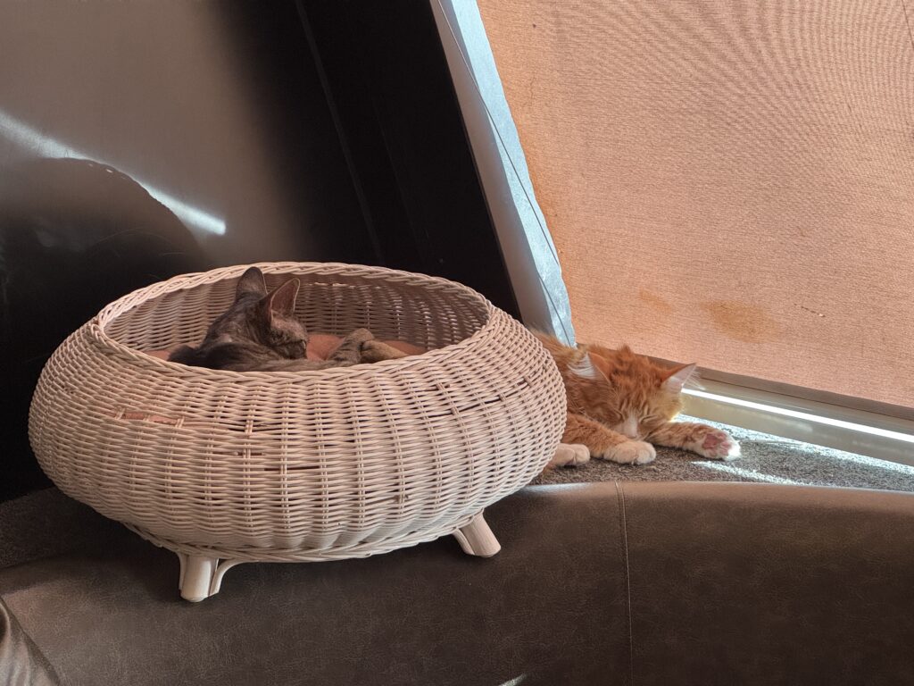 窓際のかごと日だまりで眠る猫